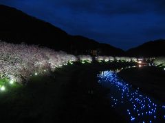 ’１５　伊豆に河津桜を見に行こう３　夜桜☆流れ星（予行演習）＆雨の河津桜まつり編