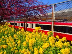 みさきまぐろきっぷで三浦海岸桜まつりへ～