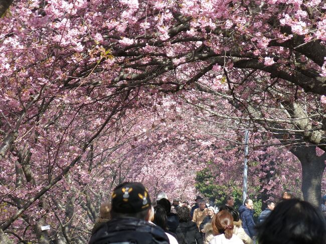 今年も河津桜の季節です。　<br />熱川の海に寄り、河津桜を観て、箱根の湯に浸ります。<br />今年こそなにかいい夢を見たいのですが、いまだ悩みも迷いも尽きません。<br /><br />・春なのにまだ咲かぬ花待ちわびて<br /><br />・早咲きの花早々と散りにけり<br /><br />・菜の花や揺らり揺らりと風通す<br /><br />・梅がさき還暦あとの湯治かな　＜悠遊人＞<br /><br />