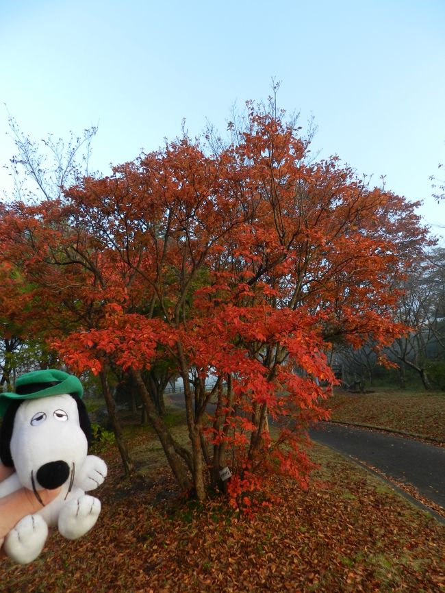 ４トラで知り合ったお友達のみらちゃん＆はぁみちゃんと「10月下旬に紅葉の山歩きをしよう！♪」と計画していました。<br />当初は徳島県の剣山に行こうと計画してお宿まで手配したのですが、日程が近づいて週間天気予報を見ると天気が良くなさそう...。ということで、出発の３日前になって急遽行き先を大山に変更しました（ｱｾｱｾ）。<br /><br />はぁみちゃんのお友達（幼馴染み）のユカちゃんも参加することになり、金曜日に皆の仕事が終わってから待ち合わせて大山の手前の蒜山高原で１泊して、翌日に大山に行くという旅程です。<br />まずは、前泊の『ホテル蒜山ヒルズ』宿泊記からご紹介しましょう。