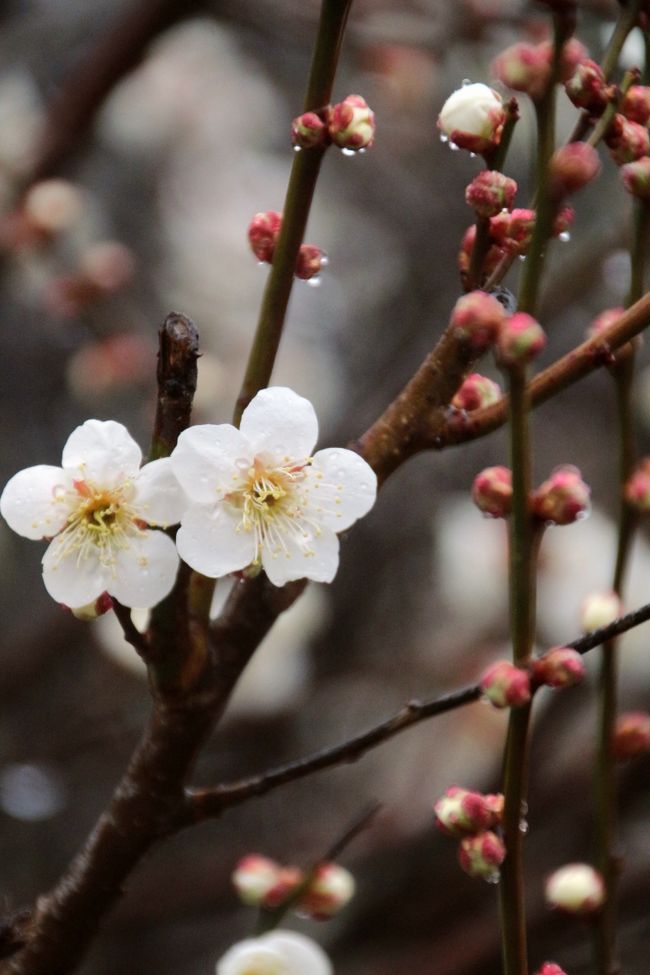 土曜が花撮影に出かけたくなるような晴天なのに行けなくて、行ける日曜日は曇天＆雨予報。<br />先週末に続き、今週もそんな週末の天気で、がーっかり！<br />というわけで、３月１日となった日曜日の撮影散策は、当初、年中行事も季節もほとんど関係ない動物園詣だけのつもりでした。<br />先週末（2/22）は風邪でダウンしてしまい、多摩動物公園に行くことを予定していたのに行けませんでした。<br />なので、この週末も多摩動物公園に行くつもりでしたが、週末が近づくにつれて、日曜の雨予報が小雨では収まらず、多摩動物公園で一番楽しみなレッサーパンダの子供たち３頭わらわら展示の時間にかなりの降水量の雨になる可能性がでてきました。<br />となると、子パンダの健康などを考えて、子パンダたちの外展示が中止になるかもしれません。<br />多摩動物公園も自宅からけっして近いわけではないので、１番の楽しみがなくなる可能性が高いなら、仕切り直した方が良いです。<br /><br />それなら、いっそ、雨の梅林もいいかもしれない、と思いつきました。<br />天気が良ければ、そろそろ森林公園の梅が見に行きたいと思っていたところでしたから。<br />でも、いったん動物園に行こうと決めたので、動物園にも行きたくなり、森林公園とは最寄り駅が２駅違いの埼玉こども動物自然公園とはしごすることにしました。<br /><br />森林公園と埼玉こども動物自然公園のはしごは、すでに何度かやったことがあります。<br />いつも森林公園に先に出かけ、動物園の方は閉園までの１〜２時間だけ大急ぎで回っていました。<br />でも今回は、午前中はまだ雨が降らない予報だったので、先に動物園に行き、13時からのコアラのおはなしの時間まで見学して、しっかりと雨が降るのを待ってから森林公園に向かうことにしました。<br /><br />というわけで、動物園を出て、森林公園に向かったのは14時すぎ。<br />すでに雨がしっかり降っていたし、梅林は森林公園の南口から徒歩で行かなくてはならないので、森林公園駅前で自転車をレンタルせず、バスを利用しました。<br />南口への直通バスは平日運休で本数も少ないのですが、幸い14時から16時台は１時間に４本あるので、移動はスムーズにいきました。<br />しかも、動物園も森林公園もどちらも３月から開園時間が伸びましたが、動物園は16時半閉園に対して、森林公園は17時までやっていたため、15時に森林公園に到着して、正味１時間半は梅林をゆっくり散策することができました。<br /><br />森林公園では、ポンチョタイプのレインコートをウエストポーチ型とショルダーバック型のカメラバッグの上にすっぽりはおり、カサを差しながらの撮影散策となりました。<br />カメラにかかる水滴を何度も何度もはらいながらの不自由な撮影。<br /><br />しかし、雨の中、わざわざ訪れた甲斐がありました！<br />向かうときにチェックした公式サイトでも、同じく小雨が降っているときの梅林を見渡した写真が掲載されていたのですが、その写真のコメントどおり、春霞の中のような梅林の景色を、他にほとんど見学者がいない中、私の独占状態で見て回ることができました！！<br /><br />それにそのときの公式サイト（２月27日現在）には梅林全体が４分咲きとありましたが、私が見たところ、６分咲きくらいと言って良いと思ったくらいでした。<br />雅の広場に面した梅林手前の方に早咲き品種が多くあって、しかも枝垂れ梅がとても見事でした。<br />また、ここ数年、森林公園の梅林は、全体が見頃のピークとなるのを狙って見に来ていましたが、その段階ではすでにピーク過ぎになってしまっていたお気に入りの「蓮久」なども、ピークになり始めの、みずみずしい状態で見られました！<br />もちろん、雨にしっとり濡れていたせいもあって、梅林の花たちは、みーんなみずみずしかったですけどネ。<br /><br />＜多摩動物公園の代わりに出かけた雨の日の動物園と梅林めぐり＞<br />□（１）埼玉こども動物自然公園（前編）コウタくんに見えたレッサーパンダのメルくんとくるくる尻尾でフォトジェニック・ラテくん＆２ペアの母子ウシや空中散歩路のマヌルネコや雨宿りマーラ<br />□（２）埼玉こども動物自然公園（後編）コアラの女子たち５頭、特にエミちゃんが元気元気！〜ライチちゃんの赤ちゃんが見られた@<br />■（３）雨にけぶる霞がかった森林公園の梅林<br /><br />埼玉こども動物自然公園の公式サイト<br />http://www.parks.or.jp/sczoo/<br />国営武蔵丘陵森林公園の公式サイト<br />http://shinrin-koen.go.jp/<br /><br />＜タイムメモ＞<br />08:45頃　家を出る<br />09:24　高坂駅前発鳩山ニュータウン行きバスに乗車<br />09:30　ほぼ開園時間に埼玉こども動物自然公園に到着<br />09:35頃　年間パスポート購入の上、入園<br />09:45-09:55　乳牛舎<br />09:55-10:00　マヌネルコ<br />10:00-11:50　レッサーパンダ<br />11:50-12:00　ミーアキャット・フェネック<br />12:20-12:45　東園のガゼボレストランでランチ休憩<br />12:55-13:55　コアラ<br />14:10頃　埼玉こども動物自然公園を出る<br />14:11　高坂駅行きバスに乗車<br />14:15頃　高坂駅に到着（14:16発の電車が出たばかり）<br />14:31　高坂駅発東武東上線の下りに乗車<br />14:39頃　森林公園駅に到着<br />14:43　森林公園駅前発南口行きバスに乗車<br />15:00　森林公園に入園<br />15:15-16:40　梅林<br />16:50　森林公園を出る<br />16:57　森林公園南口発駅行きのバスに乗車<br /><br />※これまでの森林公園の旅行記の目次を作成しました。<br />「花と自然紀行〜武蔵丘陵 森林公園〜目次」<br />http://4travel.jp/travelogue/10866790<br />