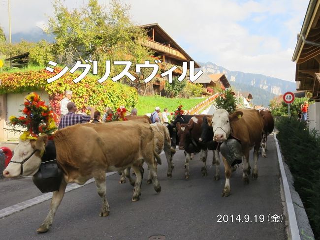ボーデン湖・黒い森・アルザス・ベルン州の旅8-2　牛の行列Alpabzug！懐かしのトゥーン街歩き