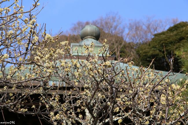 この日は、横浜大倉山梅林の観梅会へ行った後、時間も早かったので鎌倉まで足を延ばし、梅の名所に挙げられる、宝戒寺、荏柄天神社、瑞泉寺へ行ってきました。<br /><br />宝戒寺には、知る人ぞ知る枝垂れ梅があるのですが、ここ２年ほどで樹勢が衰え、残念ながら花が咲かなくなってしまったそうです。<br /><br />表紙の写真は、瑞泉寺の黄梅です。<br />