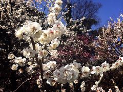 三寒四温、春はそこまで、梅の花、春の香りの東京散歩、次男の誕生日祝い　at 椿山荘　−２月末　２０１５年