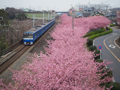 春　* spring *　【 三浦海岸桜まつり 2015.3.3 】