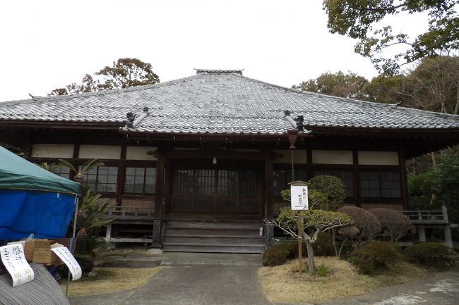 　横須賀市芦名にある浄楽寺は浄土宗のお寺で金剛山勝長寿院大御堂浄楽寺という。文治5年（1189年）に鎌倉幕府初代侍所別当和田義盛が建立した寺と伝えられているが、院号からも分かるように、源氏の氏寺であった鎌倉・勝長寿院を移したともされている。義盛は、三浦大介義明の孫で、源頼朝の挙兵に従った武将で、鎌倉幕府では、侍所別当として活躍したが、頼朝亡き後の建暦3年（1213年）、北条義時と対立し、由比ヶ浜で最期を遂げている（和田合戦）。<br />　鎌倉時代後期に浄土宗の僧寂恵（じゃっけい）が中興し、浄土宗に改宗して鎌倉・光明寺の末になったのであろう。<br />　阿弥陀三尊像・不動明王像・毘沙門天像は、運慶の真作とされているが、運慶工房（運慶一派）の作と見るべきである。奈良・円成寺の大日如来坐像（国宝）のように運慶が直接手を下したということはないであろう。この頃になると大仏師運慶は源頼朝や御台所・尼御台（後世の政子）から依頼された像でもないと自らは作像しなかったとされる。<br />　車で逗子から南下しようかとも思ったが、寺の駐車場の広さが分からなかったので電車でJR逗子駅に行きそこからバスで向かった。逗子市・葉山町を越えてようやく横須賀市となり、程なく浄楽寺に着いた。リュックには湧き水を汲むポリ容器を入れ、買い物袋に8号鉢とポリポットのシロバナタンポポ（カマクラ（鎌倉）タンポポ）3株を手に提げて行った。庫裡で寺の奥さんにカマクラ（鎌倉）タンポポを渡したら、檀家総代の方がいらして、「昔、三浦でシロバナタンポポを取って栽培していたがとっくに枯れてしまい、久し振りに花を見た。」と言っている。やはり、三浦にはシロバナタンポポが自生していたようだ。<br />　本堂裏手高台に宝物庫があり、阿弥陀三尊像・不動明王像・毘沙門天像の5体を展示していた。その中に「平政子　敬白」と刻まれた「伝北条政子奉納銅鏡」（承久2年（1220年）銘）があった。鎌倉・勝長寿院を移したともされている根拠ともなり得る鏡である。しかし、本堂前に座っていた「先生」と呼ばれていた郷土史家の老人は（、おそらくは高校の歴史教師上がりか何かで）、「懸仏の出来ばえが悪く、室町時代の作とも言われている。」という。鎌倉・長谷寺の宝物館に収蔵している懸仏と比べてのことだというので、「長谷寺の梵鐘（重文）は鋳造ミスの出来損ないを納めており、決して国宝には成り得ないことを学芸員から聞きましたが、必ずしも鋳造技術が高かったとは限らないでしょう。」と言っておいた。鎌倉史といい鎌倉仏といい、この分野には確かな専門家など存在せず、博士であっても怪しい東大教授（、後に名誉教授）も何人かいるくらいであるから、地元の郷土史家などは信用できないというのが正直な気持ちである。それにしても、この「伝北条政子奉納銅鏡」が何時の鋳造なのかははっきりさせないと運慶仏とこの銅鏡とではどちらが価値があるのかは判然としない。私にはこの銅鏡は銘にある通りで運慶仏よりもはるかに価値の高いもののように思えた。宝物庫には運慶作の真作とされている仏像は全国で18体だけとの貼り紙があったが、伝運慶作の仏像などは鎌倉にはゴロゴロしており、もしも3代将軍徳川家光奉納の栄勝寺本尊が運慶作の仏像の偽物だなどとしたら、徳川幕府の恥晒しになってしまおう。歴史的には鎌倉時代の初めには運慶はその一派を従えて鎌倉に下向し、多くの仏像を作造したとされているから、そうした仏像が数知れず残っていても不思議なことではなかろう。寄木作で短期間で作像していたのであるから、運慶工房の作品は取り分けて数が多かったはずだ。あるいは、伝承はなくても、それぞれ1体づつある頼朝や政子自刻像（自作像）が本当は運慶作という可能性も高いのではなかろうか？<br />（表紙写真は浄楽寺本堂）