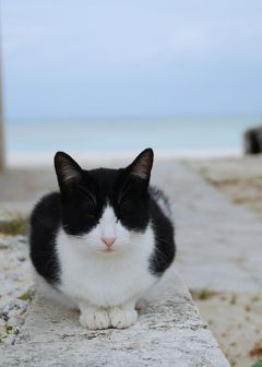 ★街十色～ 竹富島 のいろ ジャジーいろ①★