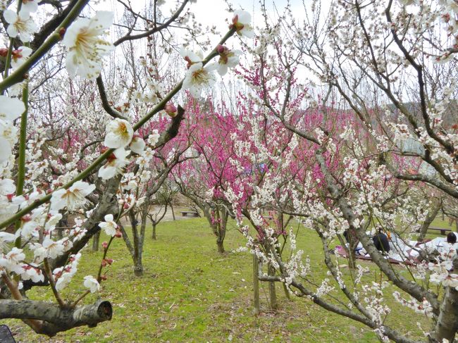 新聞に「河内長野の花の文化園、300本の梅が見頃です・・・」 と、記事が載りました。<br />早速、夫を誘って出かけました。ここに来るのは数年振りです。<br /><br />近くに、昨秋オープンした道の駅「あすかてくるで」があります。ここも楽しみ・・・<br /><br />外環状線、文化園口の信号を曲がります。眼下に「花の文化園」がピンクに染まっています。