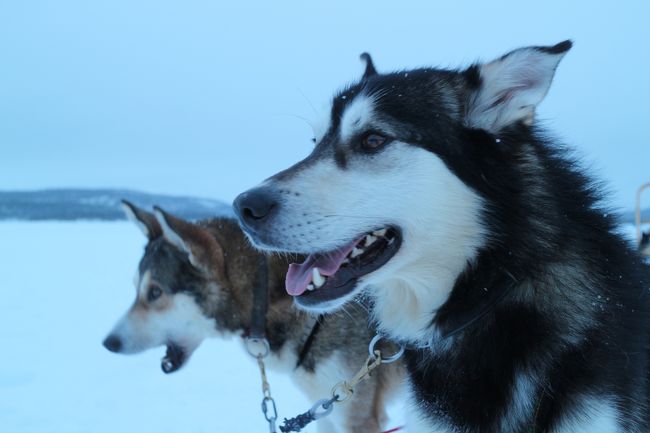 おはよございまぁ〜す<br /><br />さて今日は何しましょうか<br />トナカイにする？ハスキー犬にする？どっちも捨てがたい！<br />で、フロントのスタッフに聞くと「今日はトナカイはやってませんよ」って事なので午後からの「ハスキーサファリ」に参加決定！<br /><br />時間はたっぷりあるし北の大地を楽しみましょう<br /><br />今夜がイナリ最後の夜です　そうオーロラのラストチャ〜ンス<br />今夜もオーロラ姫が微笑みますように