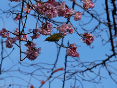 上野公園　寒桜　満開　小鳥も飛んできて