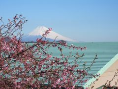 富士山と河津桜。