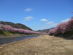 河津桜まつりは３月１０日まで、ライトアップ＆桜並木散策