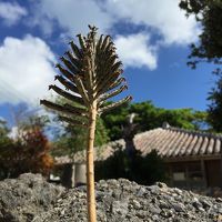 南の楽園　石垣島・竹富島の旅：２日目（前編）　竹富島に行ってみた！