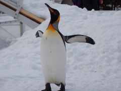待望の雪のペンギン散歩はかわいらしかった
