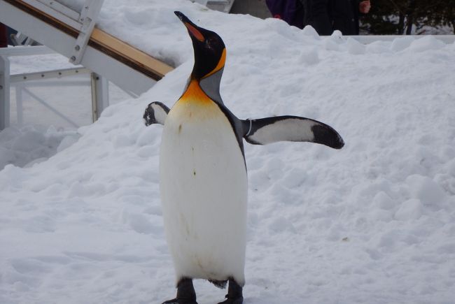 冬の旭山動物園に行って、ペンギンの散歩を見たい!と、冬の北海道に飛んだ。<br />前日札幌駅で「旭山動物園きっぷ」を購入していたので、駅に着くと駅弁ゲットに動いた。<br />なんと目指していた「帆立とホッキのバター焼き弁当」は既に売り切れ。<br />え?まだ7時半なのに?仕方がないので鮭系のお弁当を購入。<br />ホームに行ってまたまた、え?<br />同じ特急に乗ろうという人がすでに行列。<br />ああ。指定券を買っておけばよかった…と思っても後の祭り。<br />何とかばらばらの席に座って出発。<br />旭川駅では、バス待ちの長い行列。<br />冬の旭山動物園は人気なんですね…<br />夏の旭山動物園には来たことがあるので、見たい動物はおおよそ見当を付けておいた。<br />やたらと歩くと疲れてしまうからね。<br />ペンギンの散歩を楽しみ、冬に元気な動物たちに歓声をあげ楽しい時を過ごした。<br />旭川に戻り旭川ラーメンを食べ、大雪地ビールを飲む。<br />帰りの特急は難なく座席に座れ、居眠りをしながら札幌に戻った。<br />そして夕食、昨日食べられなかった「根室花まる」の回転すしに向かった。<br />しかしやはり行列。<br />回転ではない「根室花まる」に行き、待つこと20分、カウンターに案内され美味しいお寿司にありつくことができた。<br />