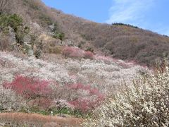 湯河原梅林　梅の宴