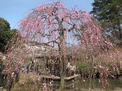 【地元ネタ】花より団子？（大倉山観梅会）