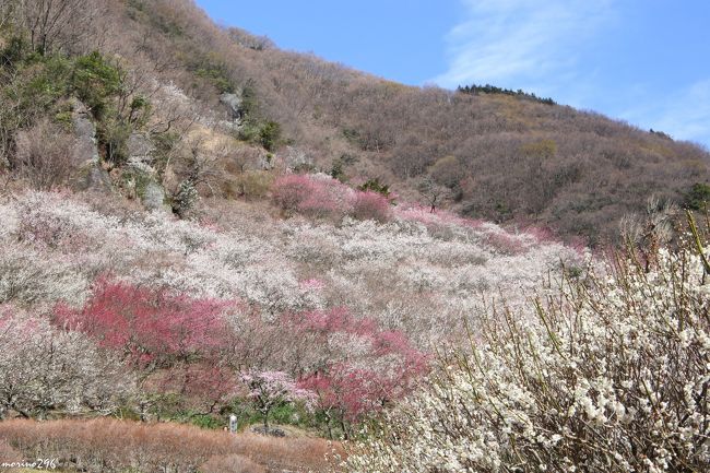 ８年ぶりに湯河原梅林へ出掛けました。<br />湯河原梅林は、２０年前に幕山の傾斜地に観光用にオープンしたもので、約４千本の紅梅・白梅が梅の絨毯のように咲き誇り、梅の香りに包まれます。<br />この日は、天気は良かったものの、梅の花も飛ばされるくらいの強風が吹き荒れ、杉花粉もいっぱい舞っていました。<br /><br />梅の宴、今年の開催期間は、２月７日〜３月１５日。<br />開園時間は９：００〜１６：００。<br />２月２８日〜３月８日は、１８：００〜２０：３０、ライトアップもされるそうです。