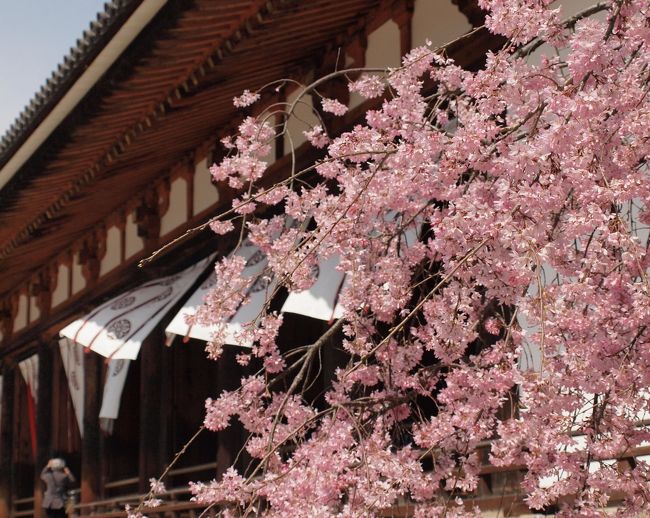 桜咲く「記紀万葉のふるさと＝奈良」その④の１　斑鳩の里／法隆寺・藤の木古墳