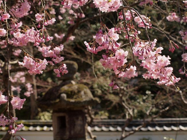 桜咲く「記紀万葉のふるさと＝奈良」その④の２　葛城の里／當麻寺と石光寺