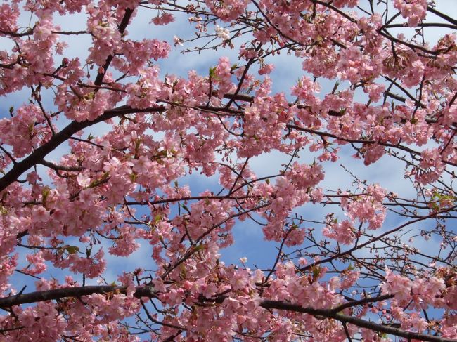 駅を通る度に私を誘う伊豆の河津桜のポスター。<br />しかし、伊豆まで行くのは、ちょっと遠い…ということで、伊豆は諦め、<br />三浦海岸の河津桜を見に行くことにしました。<br /><br />線路沿いにどこまでも続く河津桜の桜並木。<br />少し葉が出ていた木もありましたが、ピンク色の河津桜は愛らしく、<br />桜の下を歩くだけで心が弾みます♪<br />見頃の桜をお目当てにたくさんの方が訪れていました。<br /><br />娘が学校から帰るまでに戻るのが目標！の弾丸お花見（^^；　<br />そんなに時間はありませんでしたが、目的の桜を見られて大満足。<br />春の訪れを楽しみました♪<br /><br />よろしければご覧ください。<br />