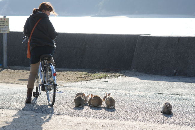 ウサギ　うさぎ　兎　usagi　rabbit・・・<br />この島はまさにウサギ天国です（笑）<br /><br />今回の旅行を計画したのも、実を言うと妻がウサギの島に行ってみたいと言いだしたのがきっかけです。私はまったく知りませんでした。でもそんな島があるなら私も見てみたい。そこで4トラやガイドブックなどで勉強すると、大久野島は過去に悲惨な歴史を背負っていたことを知りました。<br /><br />地図からもその存在を消された毒ガス製造島。<br />でも今は観光客がどっさり訪れるうさぎパラダイス。<br /><br />動物嫌いでないなら、この島は必見ですよ！<br />なーんて1回行っただけのウサギ初心者が言う言葉でもないか（笑）<br /><br />大久野島ゆいいつの宿泊施設・休暇村大久野島<br />http://www.qkamura.or.jp/ohkuno/