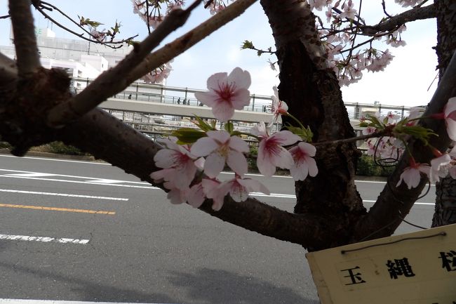 　玉縄桜は、神奈川県鎌倉市岡本にある神奈川県立フラワーセンター大船植物園で染井吉野の実生株から早咲きのものを選択育成されたもので、平成2年（1990年）に農林水産省が管轄する品種登録制度で桜の園芸品種となっている。鎌倉市の玉縄城址周辺や鎌倉市内の寺社などに「玉縄桜をひろめる会」によって植樹されているから、5、6年前から知ってはいたが、一度花を見てみたいものだと思ってはいたが、これまでは毎年桜が散った後に訪れていた。今年は読売新聞の神奈川版に「「ソメイヨシノが咲く前に」玉縄桜、満開」（3月6日付）とあったので、早速玉縄桜を見てこようと出かけた。<br />　大船駅から植木辺りに植樹されている玉縄桜が開花していなければ、神奈川県立フラワーセンター大船植物園に寄って開花している玉縄桜を見てみようと思っていたが、大船駅の西口に出ると、柏尾川の向こうの歩道に3本の桜が咲いていたので歩道デッキを下りてそちらに行くと果たして玉縄桜であった。もう満開といったところだ。こんなに早く開花するのでは私が毎年見そびれてしまってきている理由が分かる。河津桜と同じ時期に開花するなどとは思いもよらなかったのだ。<br />　一見して染井吉野系であることは見当が付いた。しかし、染井吉野より少し花弁（はなびら）が大きめで色が濃い感じだ。<br />　3本の中の1本はもう葉が出ている。うむ、これは！河津桜（http://4travel.jp/travelogue/10665585）が頭をよぎった。<br />（表紙写真は玉縄桜）