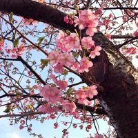 2015年、一足早い春の訪れ～稲取温泉 雛のつるし飾りと河津桜の競演