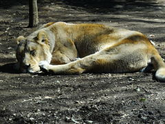 かながわ　横浜の裏庭動物園　ズーラシア 2015冬