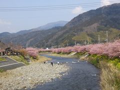 天城を越えて河津桜