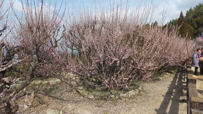 翌日3月6日は、同じ福岡県のお寺を巡ります。<br /><br />まずは、梅で有名は普光寺へ。<br /><br />20年ほど前に<br />梅を見に訪れたお寺です。<br /><br />