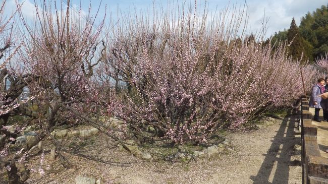 翌日３月６日は、同じ福岡県のお寺を巡ります。<br /><br />まずは、梅で有名は普光寺へ。<br /><br />２０年ほど前に<br />梅を見に訪れたお寺です。<br /><br />