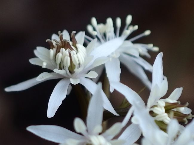 スプリング・エフェメラル(Spring ephemeral)は、春先に花をつけ、夏まで葉をつけると、あとは地下で過ごす一連の草花の総称。<br /><br />セリバオウレンは早春に花を咲かせますが、葉は枯れることなく年間を通してつけているのでスプリング・エフェメラルではないそうなんですが、まるで春を告げる可愛い妖精さんのようです。<br /><br />毎年、岐阜市の岐阜薬科大学の薬草園で、バイカオウレン、セリバオウレンの公開があるので、何時か行かなくてはと気にしておりました。<br />久しぶりに薬科大学のHPを開いてみると、公開中でしかもまだ両方見られるという。<br /><br />http://www.gifu-pu.ac.jp/yakusou/<br /><br />3月20日(金)午前10時〜午後4時まで ですので、気になる方はお急ぎください。<br />3月2日の観察会の写真がありますが、私が行ったのは10時でしたから、すいていてたくさん写真が撮れました。<br /><br />表紙の写真は、セリバオウレン