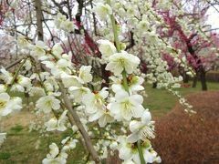 2015梅まつり 府中郷土の森