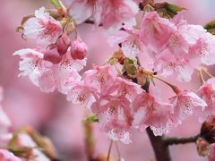 代々木公園の河津桜～見ごろです！