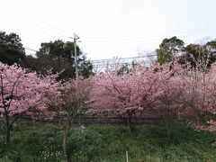 春を感じに、千葉県鋸南町の頼朝桜　in　佐久間ダム