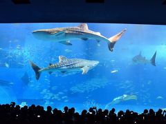 早春賦 沖縄紀行③美ら海水族館