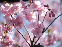 河津さくらと菜の花の鑑賞