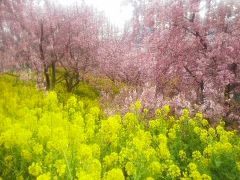 松田の桜と温泉と相模湖イルミネーション