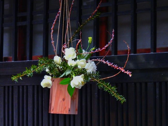 先斗町の通りのお茶屋さんなどの軒下を生け花で彩る「先斗町軒下花展　此町に花」が２月２８日からはじまったということで早速出かけてきました。<br />京都五花街のひとつ先斗町も、近年は地元サラリーマン客を京都駅や四条烏丸周辺に次々にできた飲食店に奪われているような感じです。<br />そんな中、比較的リーズナブルなお店もできて若者や観光客の皆さんを呼び込もうと頑張っていらっしゃるようです。<br />そんな先斗町の催しを拝見してきました。