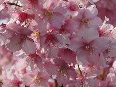 ひと足先に春よ来い～河津・蓮台寺・下田