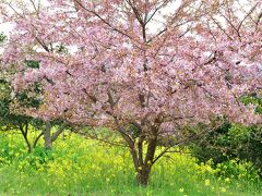 豊前の河津桜