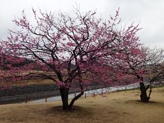 茨城県水戸市・男の一人旅　～梅花の偕楽園～