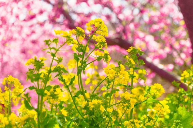 一足早い桜を見たくて、伊豆方面に河津桜を見に行きました。具体的には、河津町の「河津桜まつり」と南伊豆町の「みなみの桜と菜の花まつり」を見て回りました。都内からは思いのほか遠く、かつ日帰りで2箇所をはしごしたので、かなりの疲労を伴いましたが、この時期に桜を楽しめる機会として行ってみて正解でした。<br /><br />なお、この旅行記では前半の「河津桜まつり」を取り上げます。<br /><br />【回った場所】<br />★河津桜まつり(河津町)<br />☆みなみの桜と菜の花まつり(南伊豆町)