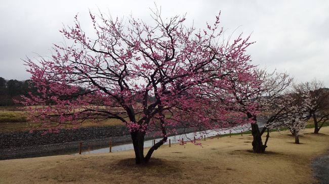 去年からずっと行きたいと思っていた茨城県水戸市、偕楽園。<br />梅がだいぶ咲き進んできたということで、とうとう行って参りました。<br />まだ梅は３分咲きといった感じでしたが、とても素晴らしい景色を堪能することができました。<br /><br />もちろん偕楽園以外の名所も訪れたので、その思い出を書きたいと思います。<br /><br /><br />【行程】<br /><br />・千波湖<br />↓<br />・偕楽園<br />↓<br />・常磐神社<br />↓<br />・水戸市立博物館<br />↓<br />・弘道館<br />↓<br />・水戸東照宮
