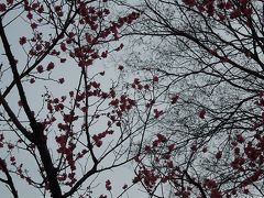 桜にはまだ遠い春の京都御所