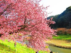 2015年最初の旅行は昨年に引き続き伊豆＠２日目～早春の定番、河津桜と南伊豆の奇勝