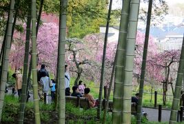 2015春、七分咲、名古屋市農業センターの枝垂れ梅(3/5)：唐梅枝垂れ、千鳥枝垂れ