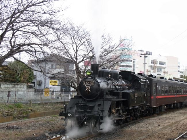 真岡鉄道の起点である下館駅で、まずは周辺を観光します。<br /><br />板谷波山記念館を抜け、五行川へ出て、勤行緑地公園に行きます。<br />桜の花は、まだまだずっと先のようです。<br />次に、室町時代起源の定林時の銅鑼を見学します。<br />更に、７つある羽黒神社のうちの１つを訪問し、しもだて美術館を確認した後、<br />加波山事件志士の墓へ行って、下館駅へ戻りました。<br /><br />ＳＬはバックでホームに入ってきます。<br />３両の客車を引く Ｃ１２６６ という型です。<br />豪快な汽笛音を響かせ出発進行。<br />パワーを感じさせる煙は、なぜか男らしさを感じさせます。<br /><br />スタート直後は、ほとんど街中を走ります。<br />一部の駅を除いて、ほぼ各駅に停車しますが、そのたびに横向きに吐く煙の量が凄いです。<br /><br />車内販売もありましたので、”ＳＬせんべい”を購入しました。<br /><br />途中の真岡駅では、１０分ほど停車。<br />目の前に、帰りに寄る予定のＳＬ博物館（ＳＬキューロク館）があります。<br /><br />全線を通じて街中や田舎の風景の中を颯爽と飛ばして行き、<br />いわゆる撮鉄も随所に見受けられ、約１時間半で終点の茂木駅に到着しました。<br />撮鉄が多いということは、やはりとても魅力があるＳＬということの証明でしょう。<br /><br />茂木ではちょうど昼どきのため、約１０分間歩いて、茂木高校近くにある「なかよし食堂」へ入りました。<br />お客さんは１人だったのですが、この人は近くの文房具店の社長さんで、<br />是非にと薦めていただいたのが、「豚バラしょうが焼定食」でした。<br />やや甘めのタレのこのしょうが焼は最高でした。<br />キャベツと組み合わせた味に引かれて、ごはんがすすむすすむ。<br />結局、お代わりまでしてしまいました。<br />店は、だんなさんと奥さんでやられていて、２人とも気さくで、親しみがあり、ここに来て良かったです。<br />また、さきほどの文房具店の社長さんにも<br />いろいろと茂木の雑学を披露していただきました。<br />　　・このお店でも使用している”茂木米”は山と山の間の谷津と呼ばれる谷間でつくられていて、<br />　　　条件の悪さが逆に米の味を際立たせていること。<br />　　・サトイモの茎の皮を剥いて、干した”芋がら”。　味噌汁に入れるとうまい。<br />　　・きのこの一種である”ちたけ”は絶品<br />　　・食べると舞ってしまうほど美味しい茂木の”舞茸”<br />　　・茂木では、”川”の字よりも”河”の字の名前の人が多い。<br />　　　これは昔、殿様の命により武士でない人は、さんずいの河の字を使用する<br />　　　ようにと通達したことによる<br />などなどです。<br /><br />茂木の町を観光しました。<br />ここには、歴史がある橋が連なっていました。<br />また、和菓子が有名な町で、柏屋の「生いちご大福」と松寿堂の「若鮎（白あん入り）」をお土産に購入しました。<br /><br />帰りもＳＬに乗ります。<br />駅の入り口正面に機関車の向きを換える転車台があります。<br /><br />ＳＬの町、真岡駅で途中下車し、ＳＬとお別れです。<br />ここでは、駅近のボナールというお店に入り、オムライスとコーヒーを注文します。<br />店の中は落ち着いた雰囲気でとても良く、オムライスはボリュームもあり、なぜか懐かしい味がしました。<br /><br />その後、ＳＬの博物館であるＳＬキューロク館でいろいろな展示を見て、<br />帰途につきました。