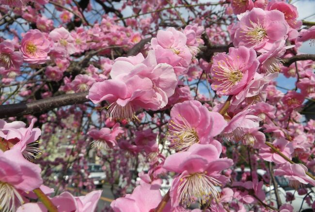 2015春、七分咲、名古屋市農業センターの枝垂れ梅(1/5)：街路樹の枝垂れ梅